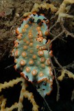 nudipixel dermatobranchus ornatus diving oman mussandam photo picture underwater camera nudibranch