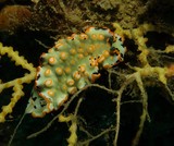 nudipixel dermatobranche orné plongée oman mussandam photo image sous-marine nudibranche
