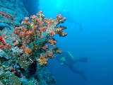 Soft coral Hormuz Strait Oman inspiration rebreather diving plongée dans le détroit d'Ormuz Iran Irak pétrole
