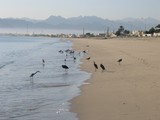 Dibba Al-Baya دبا البيعة Beach with birds Sultanate of Oman