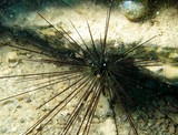 oursin diadème Nouvelle-Calédonie New Caledonia sea urchin diving
