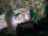 Diodon hystrix Porcupinefish Oman sea diving diodontidae fish
