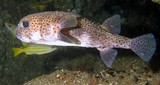 Diodon hystrix poisson porc épic Oman Lima rock Ormuz strait Scuba diving