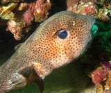 Diodon hystrix spot-fin porcupinefish Oman sea Musandam diving Dibba UAE