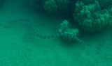 serpent marin Nouvelle-Calédonie sea snake New Caledonia hydrophis major disteira major agressivite serpent marin baie des citrons Noumea