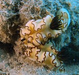 Doriprismatica atromarginata nudibranch new caledonia nudibranche de nouvelle-calédonie diving plongé photographi sous-marine