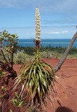 dracophylum plante à fleur verticale nouvelle-calédonie new-caledonia vertical flower white small pine grass tree