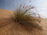 Desert abu dhabi végétation du désert sable  UAE
