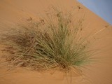 Desert abu dhabi plante du désert végétation UAE