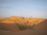 Desert abu dhabi fleur sur une dune de sable UAE