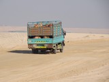 Desert Abu Dhabi United Arab Emirats Mitsubishi truck transport camel Transport dromadaire camion