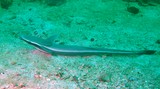 Echeneis naucrates Live sharksucker Oman diving