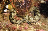 Murène étoilée mer oman mussandam pearl island diving underwater moray