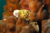 Echidna nebulosa Snowflake moray Mussandam Peninsula Sultanate of Oman scuba diving