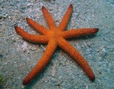 Echinaster luzonicus seven legs sea star red and blunt tip new caledonia underwater picture echinoderm