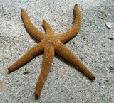 Echinaster luzonicus Etoile verruqueuse Nouvelle-Calédonie étoile de mer lagon salbe oragne point noir cinq bras
