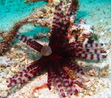 Double spined urchin banded sea urchin hatpin urchin longspined urchin stripe-spined urchin