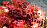 sea urchin  Oman sea ECHINOTHRIX CALAMARIS musandam 
