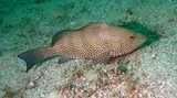 Epinephelus chlorostigma Brownspotted grouper Oman Musandam dive fish