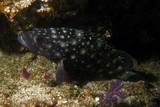 Epinephelus coeruleopunctatus grouper Oman Mussandam Lima Rock diving