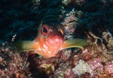 Epinephelus fasciatus Mérou en suspension appuis tendu renversé poisson lagon Nouvelle-Calédonie