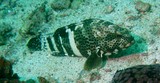 Epaulet grouper - Oman - mussandam - Pearl Island