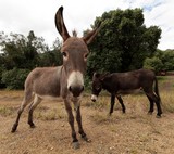 Equus africanus asinus donkey or ass New Caledonia