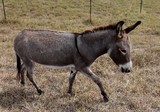 Equus africanus asinus âne commun Nouvelle-Calédonie mammifère herbivore