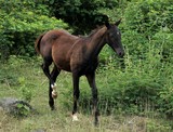 Equus caballus Poulain sauvage Nouvelle-Calédonie cheval Équidé