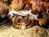 Ver sous-marin - Mer D'Oman