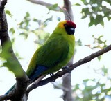 Eunymphicus cornutus Horned Parakeet New Caledonia humid forest and woodland