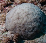 Euphyllia Ancora Hammer Coral large polyp stony New Caledonia 