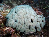 Euphyllia Ancora Crescent-tentacled coral polyps New Caledonia biology cnidaria