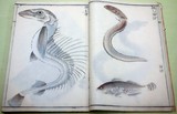 Livre album Histoire Naturelle dessins peinture Poisson faune sous-marine Musée National de Tokyo Japon