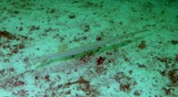 Fistularia commersonii bluespotted cornetfish Dibba Mussandam Oman diving