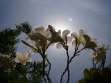 Fleurs dans le soleil - Oasis de Liwa - Emirats Arabes Unis