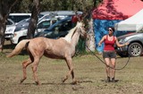 Jolie jeune femme cheval belle monture Nouvelle-Calédonie