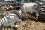 young bulls in paddock