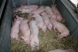 Cochon porc pic pork nourrain nourrin Nouvelle-Calédonie