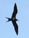 Fregata ariel Lesser frigatebird New Caledonia bird flying in the sky