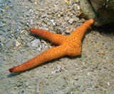 porous sea star New Caledonia lagoon noumea diving sea star red black spot