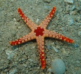 Fromia monilis étoile à mailles rouge lagon Nouvelle-Calédonie