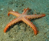 Fromia monilis podias Nouvelle-Calédonie plongée sous-marine belle étoile de mer