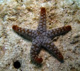 Fromia monilis Juvenile New Caledonia Starfish aquarium