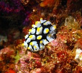 phyllidia fryeria picta sea slug Oman Musandam nudibranch