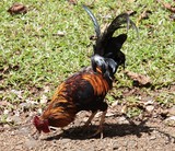 cocorrico coq tahiti combat animaux plumes de poulet polynésie française