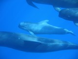 Pilot whale underwater picture familly Delphinidae Globicephala melas ohn Edward Gray