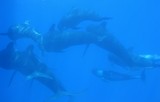 globicéphales baleines-pilotes globicephala melas genre vrai dauphin