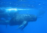 globicéphale baleine-pilote globicephala tête globuleuse famille des Delphinidae gros dauphin noir