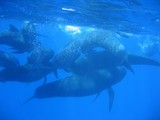 finned pilot whale dolphin mediterranean sea underwater picture